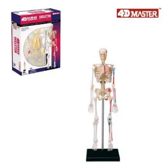 4D skeleta modelis, 46 daļa cilvēka anatomija modeli, jaunu 3D skeletu montāža modeli.
