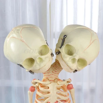 37cm Cilvēku Dubultā Galvu, Zīdaiņu Galvaskausa Skelets Anatomija Smadzeņu Displejs Studiju Mācību Anatomijas Modelis Halloween Joslas Ornamentu