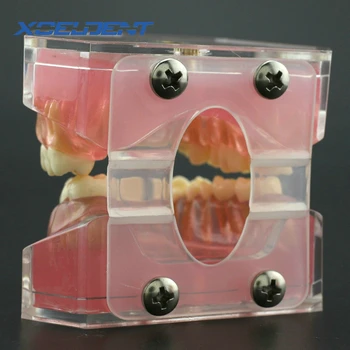1gb Zobu Mīkstā Gumija Standarta Typodont Studiju Modelis ar 28pcs Izņemamas Zobu Modeli, Zobārstniecības Piederumi