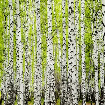 Aizkaru Bērzu Kokiem Mežu Pavasarī, Svaigumu, Dabu, Ainavu Sezonas Dekorācijas Zaļš Pelēks