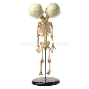37cm Cilvēku Dubultā Galvu, Zīdaiņu Galvaskausa Skelets Anatomija Smadzeņu Displejs Studiju Mācību Anatomijas Modelis Halloween Joslas Ornamentu