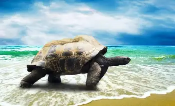Milzu Zaļo Jūras Bruņurupuču 5 Sienas Uzlīmes Zīda Plakātu Mākslas Gaismas Audekls Mājas Apdare